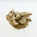 DA dragon grv skull painted
