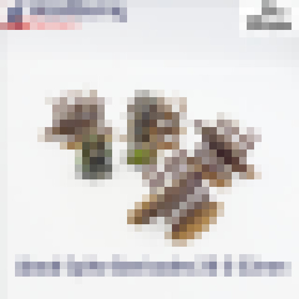 DA wood spikes 28 Cover